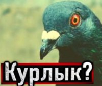 Голубь