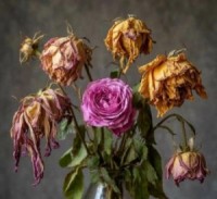 Их на могилу стыдно положить