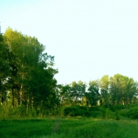 Алена