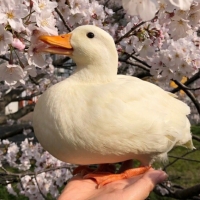 Дарья