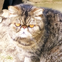 Коллекционер