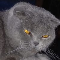 Marfunchik Marfunchik