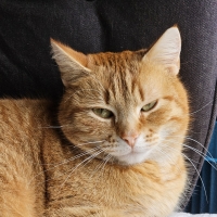 Neila