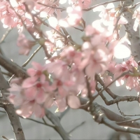 Natsumi