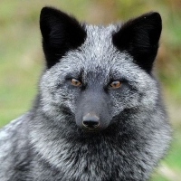AnastaFox