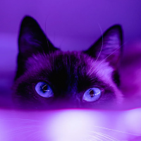 Koshka