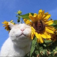 Лесной обитатель